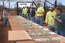 Demonstration of spray coverage on papaya leaves